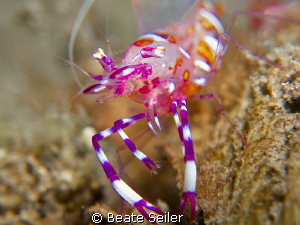 nice colorful shrimp by Beate Seiler 